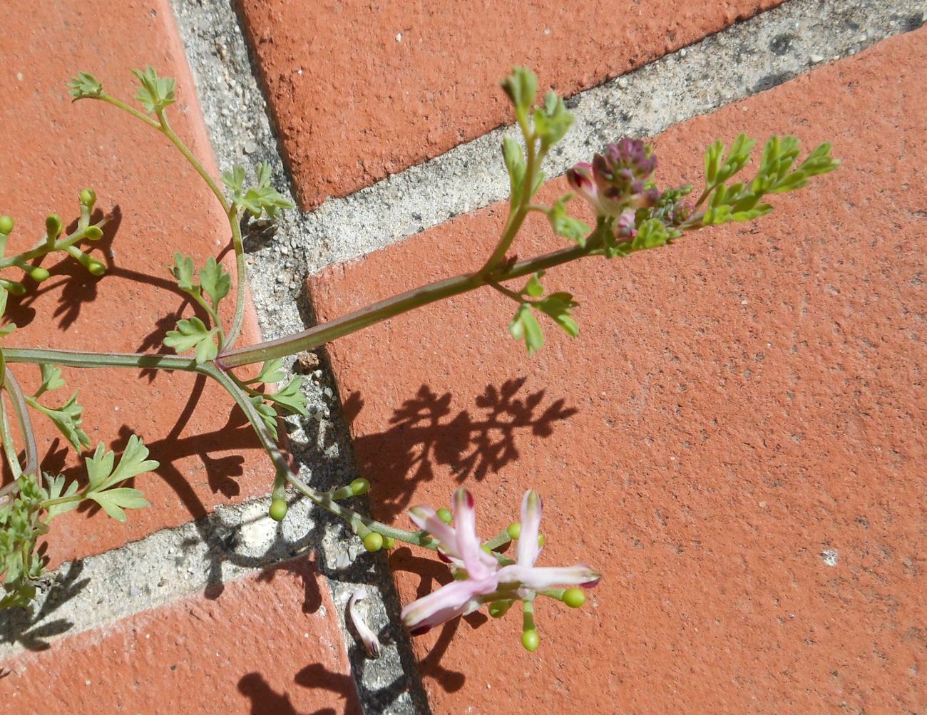 Fumaria bastardii Boreau/Fumaria di Bastard